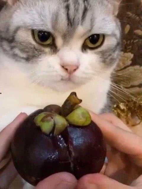 娱乐吃瓜君七七猫咪,娱乐吃瓜君的萌宠日常  第1张